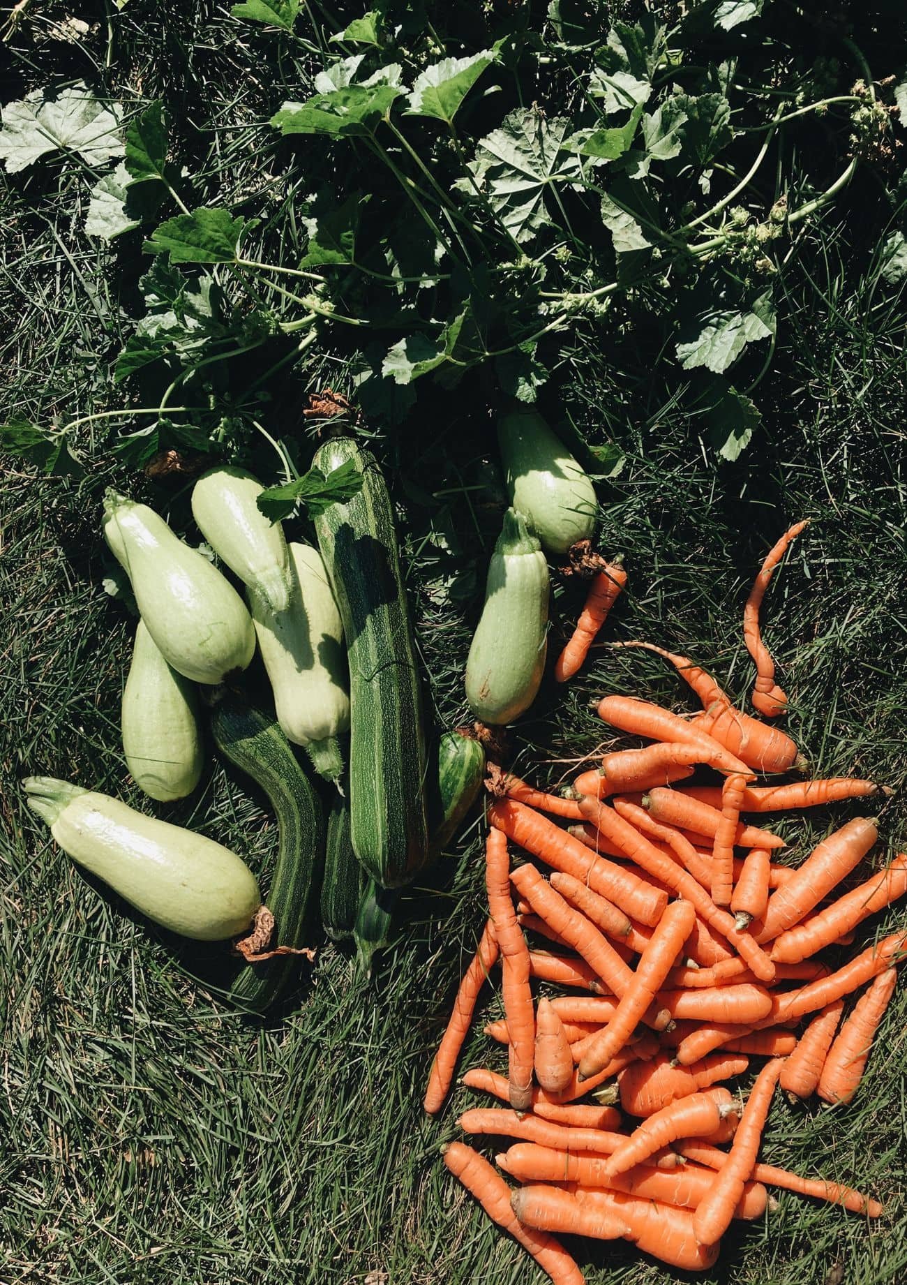 Courgettes et carottes fraîchement récoltées