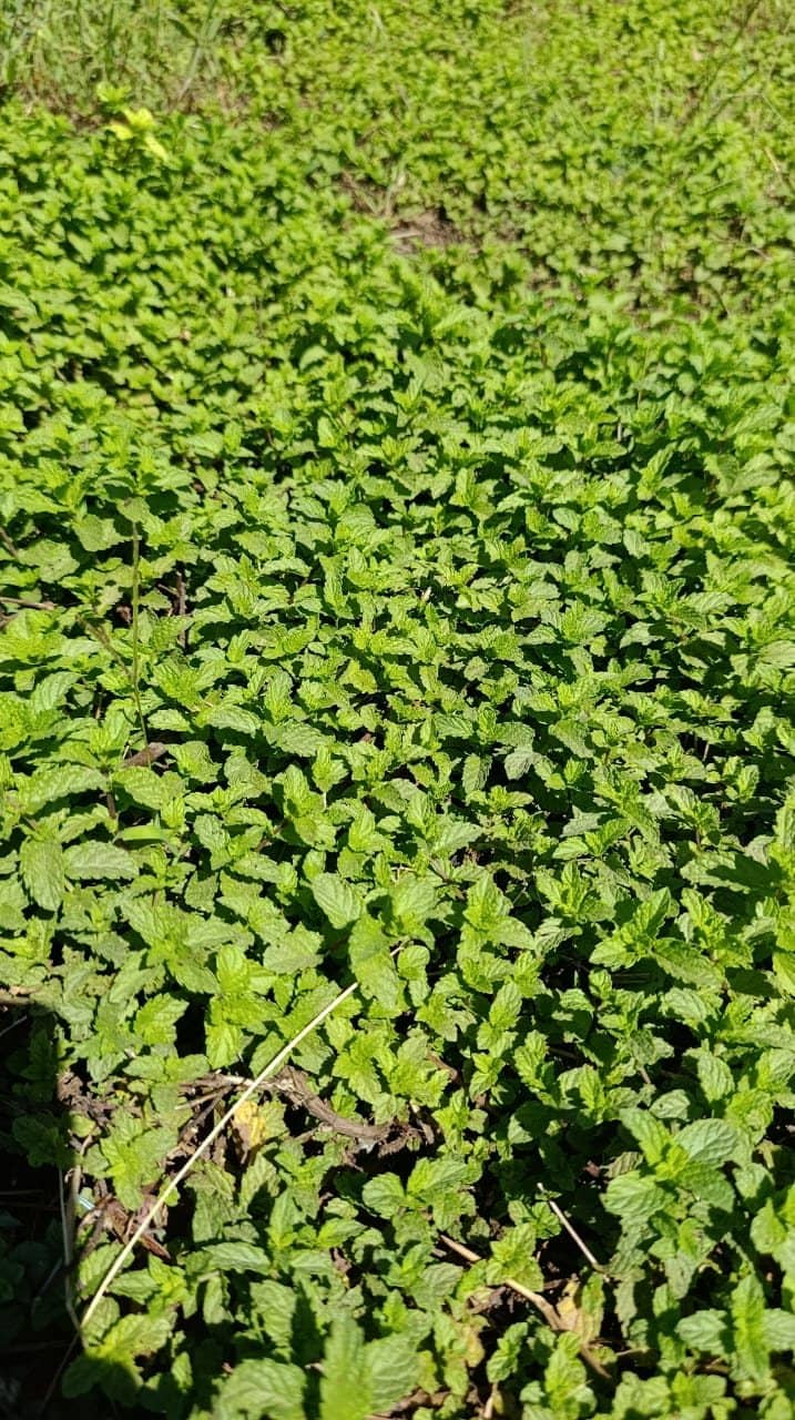 Le carré de menthe de la ferme