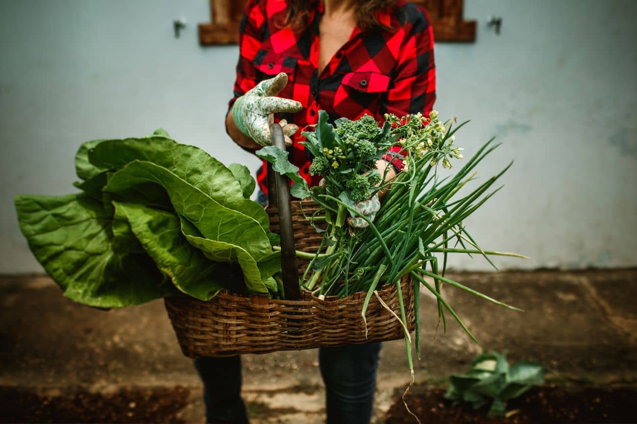 Panier de légumes fraîchement cueillis porté au potager